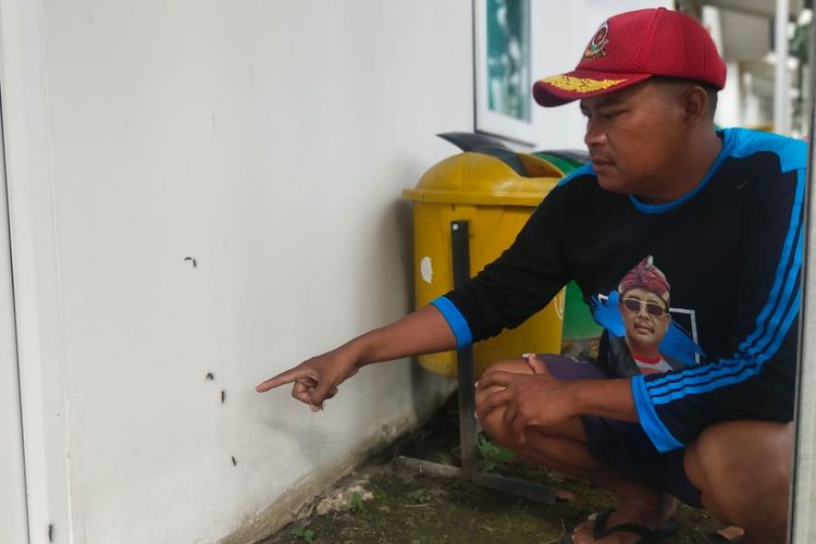 Ratusan Rumah Penyintas Erupsi Semeru Diserang Ulat Bulu